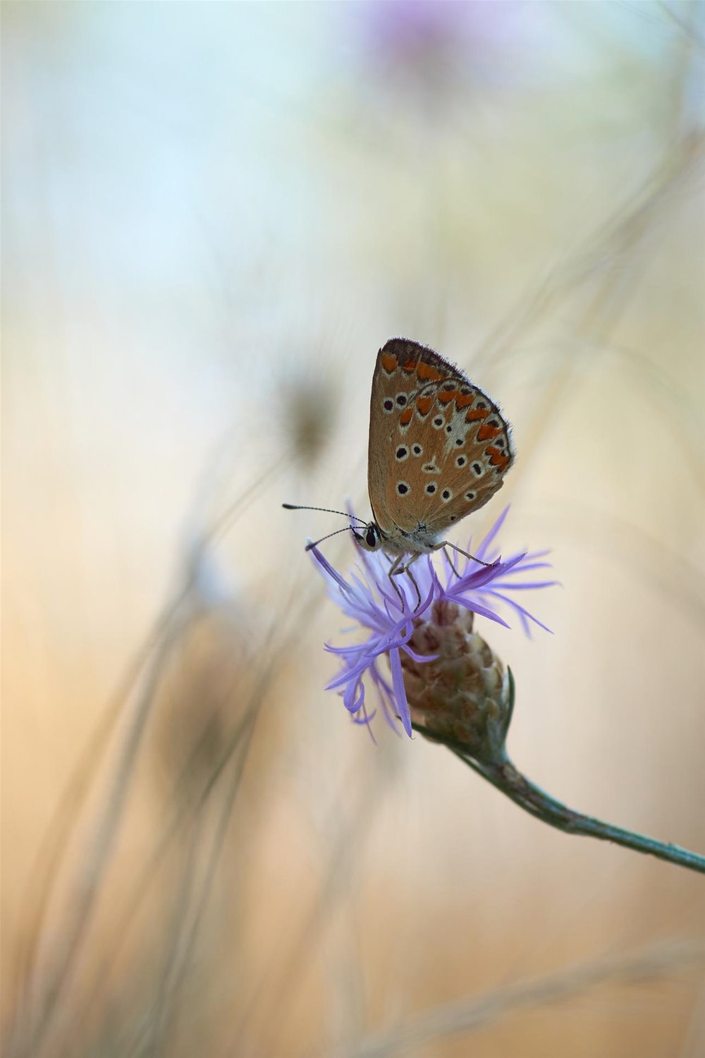 common-blue-g84a2ab247_1920